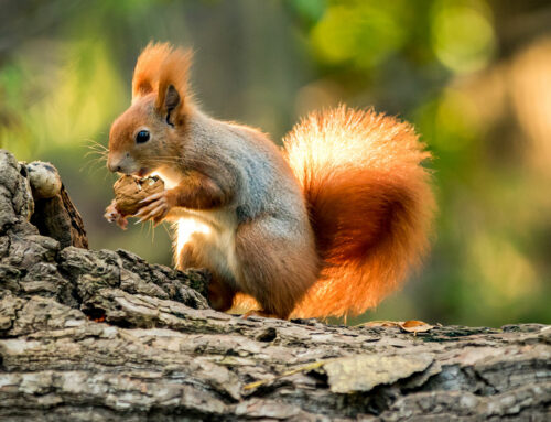 Die Eichhörnchen Rettung NRW benötigt Ihre Hilfe