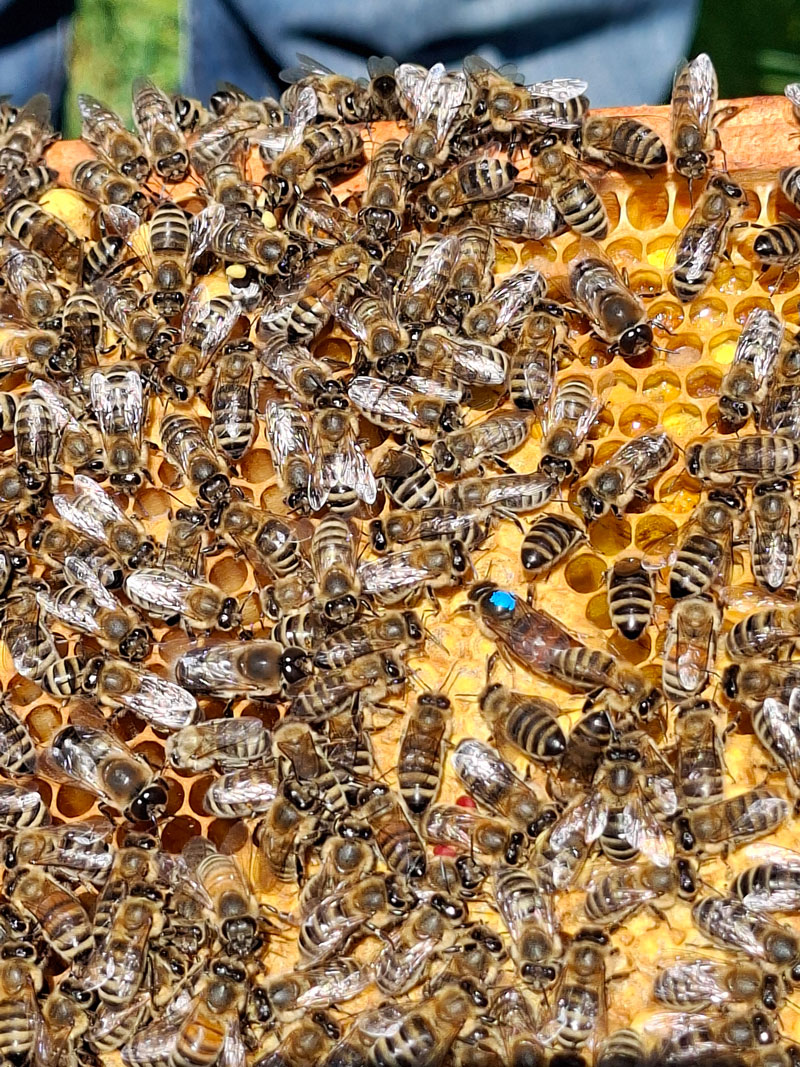 600 pixels wide image