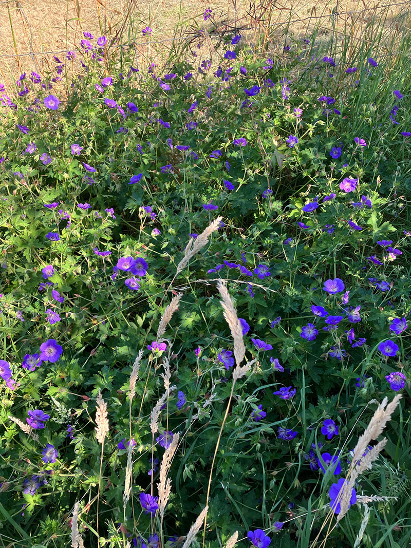 290 pixel image width