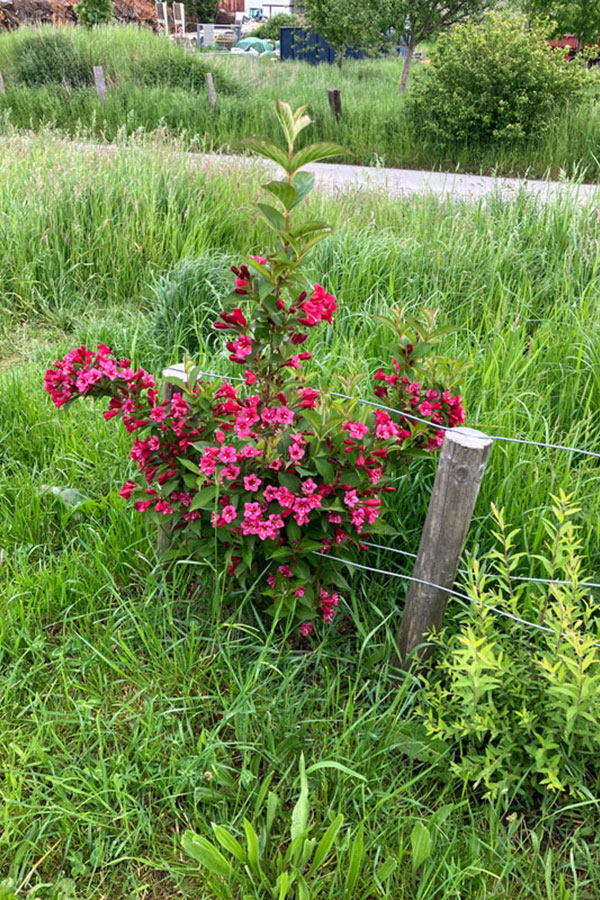 290 pixel image width