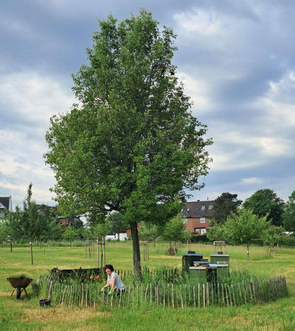600 pixels wide image