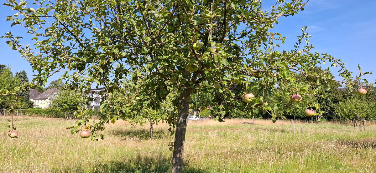 600 pixels wide image