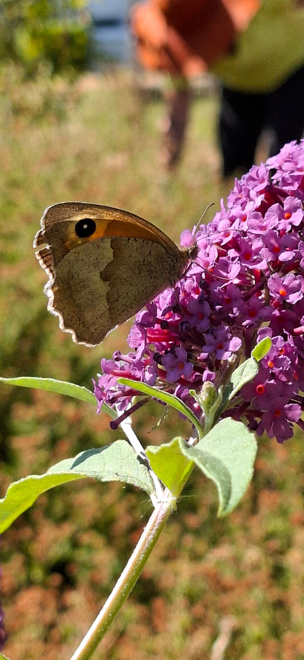 290 pixel image width